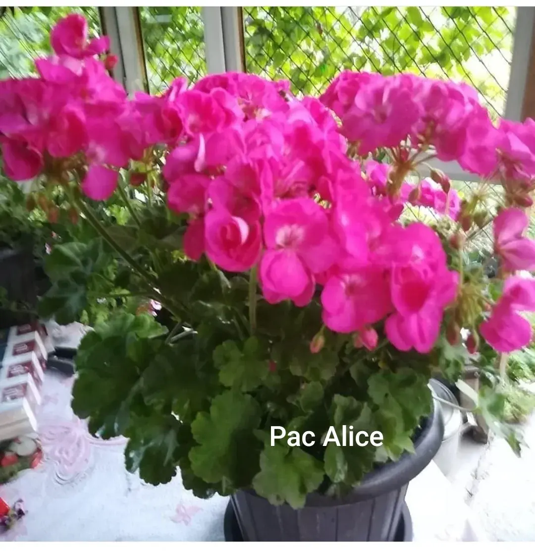 Пеларгония Pac Alice