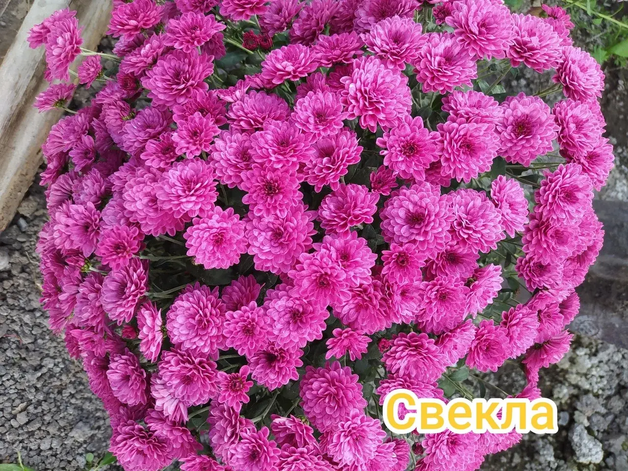 Хризантема -мультифлора "Свекла"(укоренённый черенок)