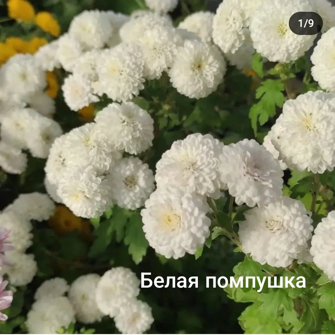 Хризантема -мультифлора "Белая помпушка" (укоренённый черенок)
