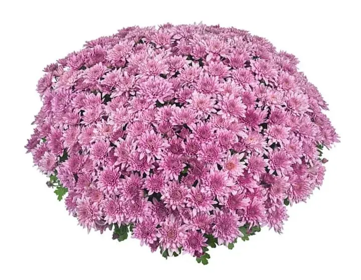 Хризантема -мультифлора Homerun pink (розовая) (подрощенный куст) ранняя