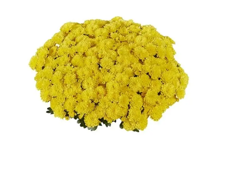 Хризантема -мультифлора Ditto yellow жёлтая (укоренённый черенок) ранняя
