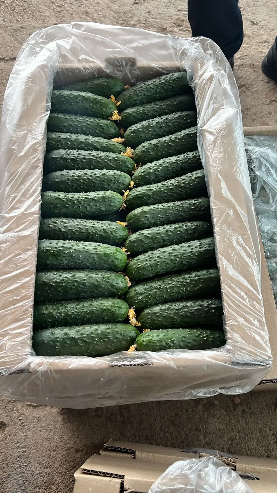 Огурцы терым бар 🥒🥒