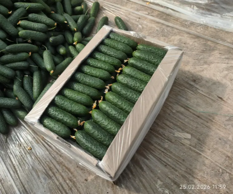 Огурцы терым бар 🥒🥒