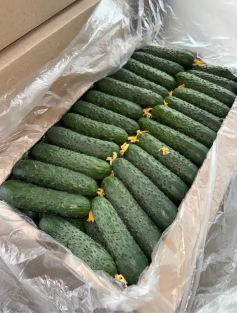 Огурцы терым бар 🥒🥒