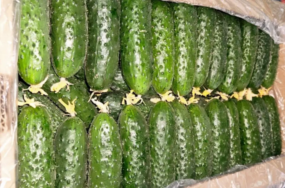 Огурцы терым бар 🥒🥒