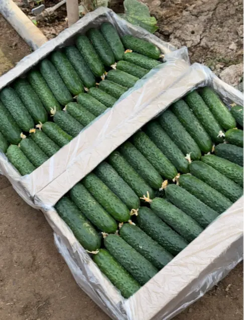 Огурцы терым бар 🥒🥒