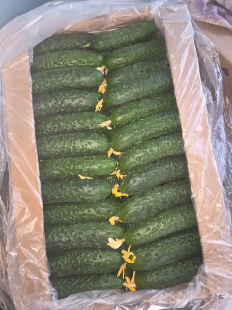 Огурцы терым бар 🥒🥒