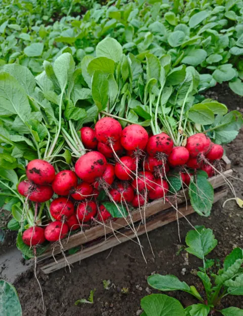 Продаются свежие овощи редиска