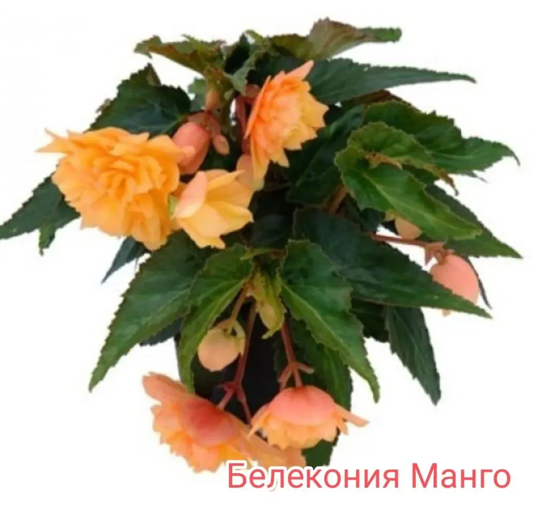 Беллекония Mango (укорененный черенок)