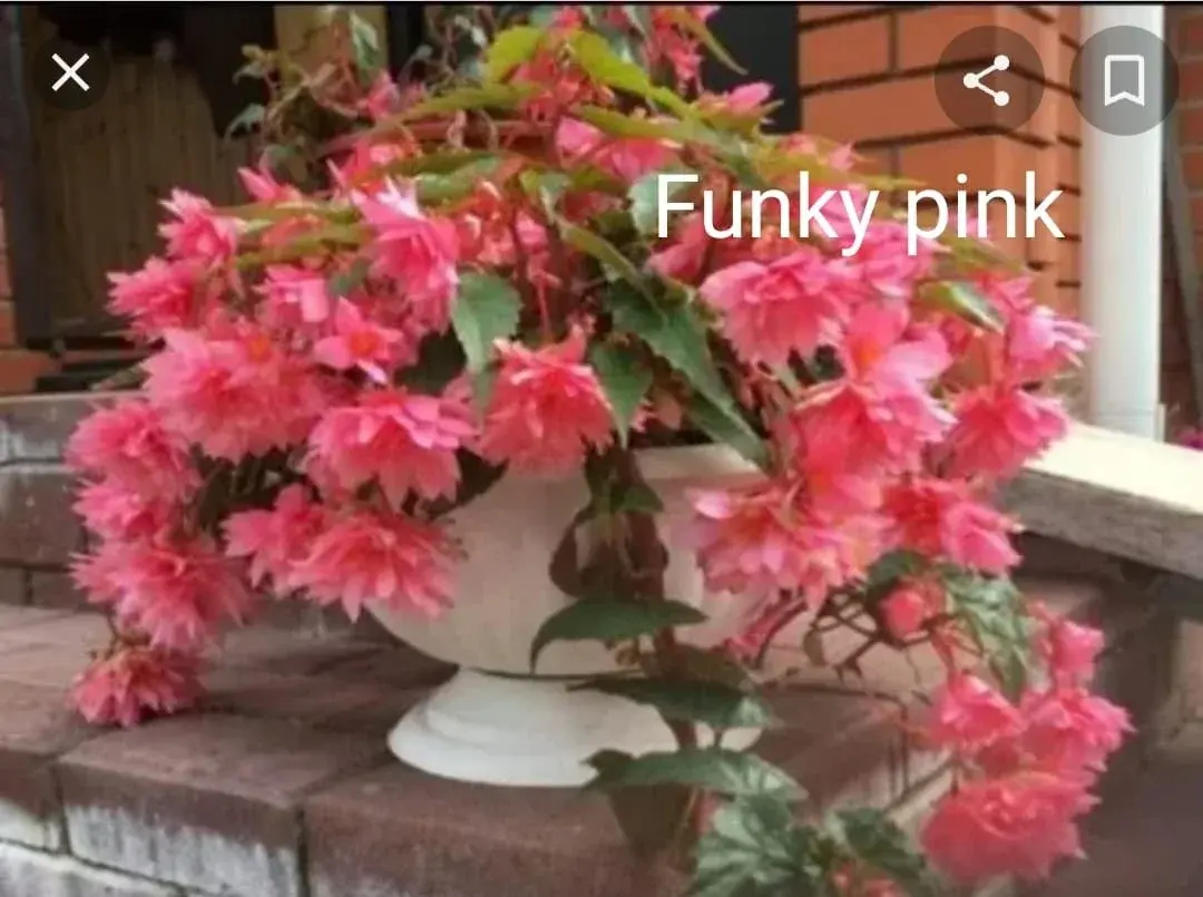 Бегония ампельная Funky pink ( укоренённый черенок)