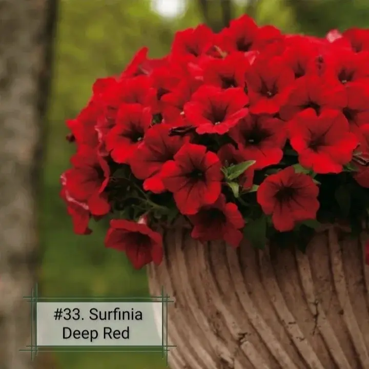 Петуния вегетативная Сурфиния Deep red (в кашпо)