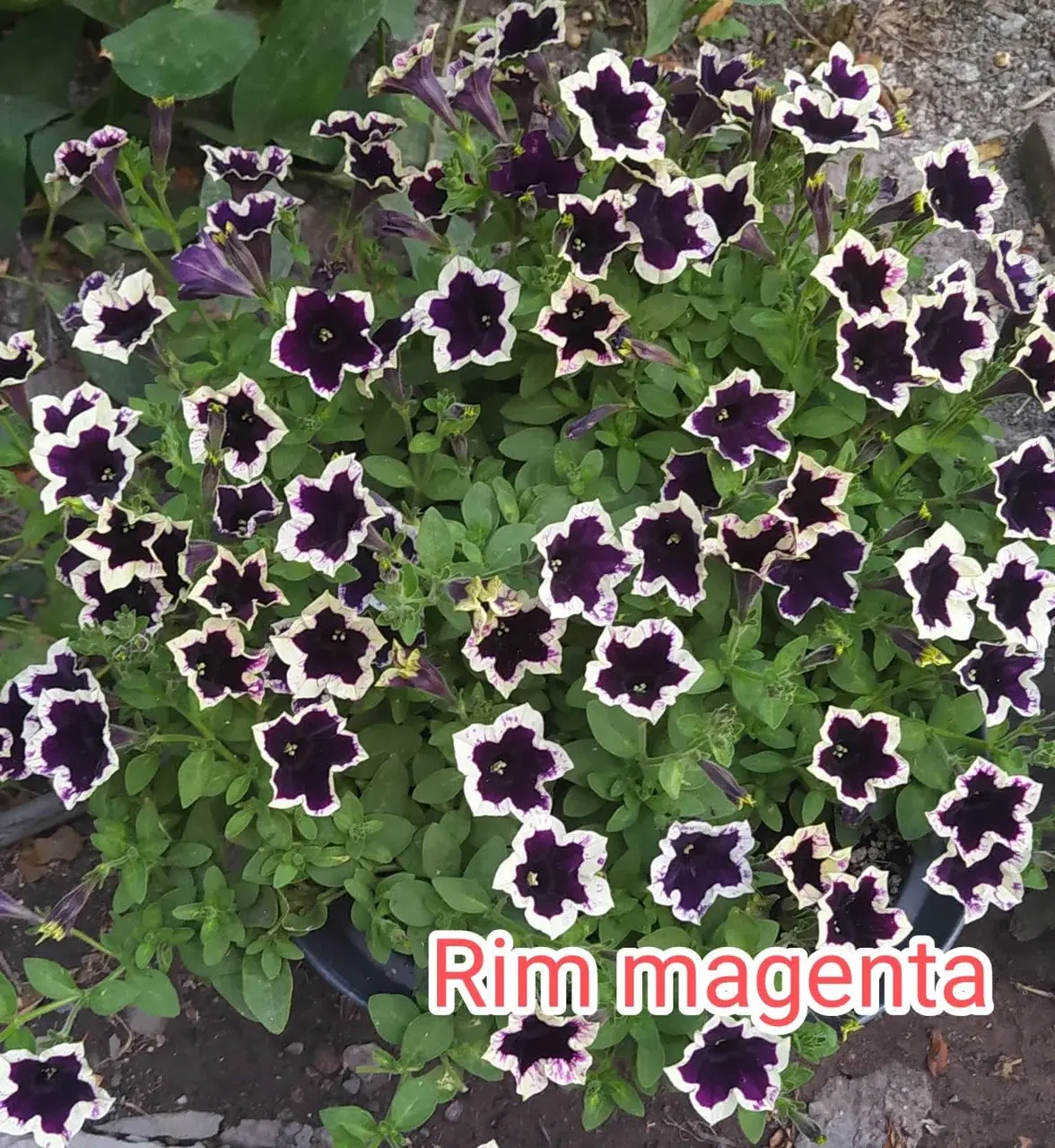Петуния вегетативная Rim magenta (укоренённый черенок)