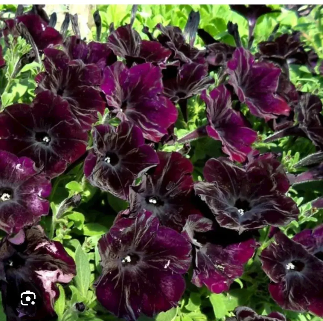 Петуния ампельная Black cherry (укоренённый черенок)