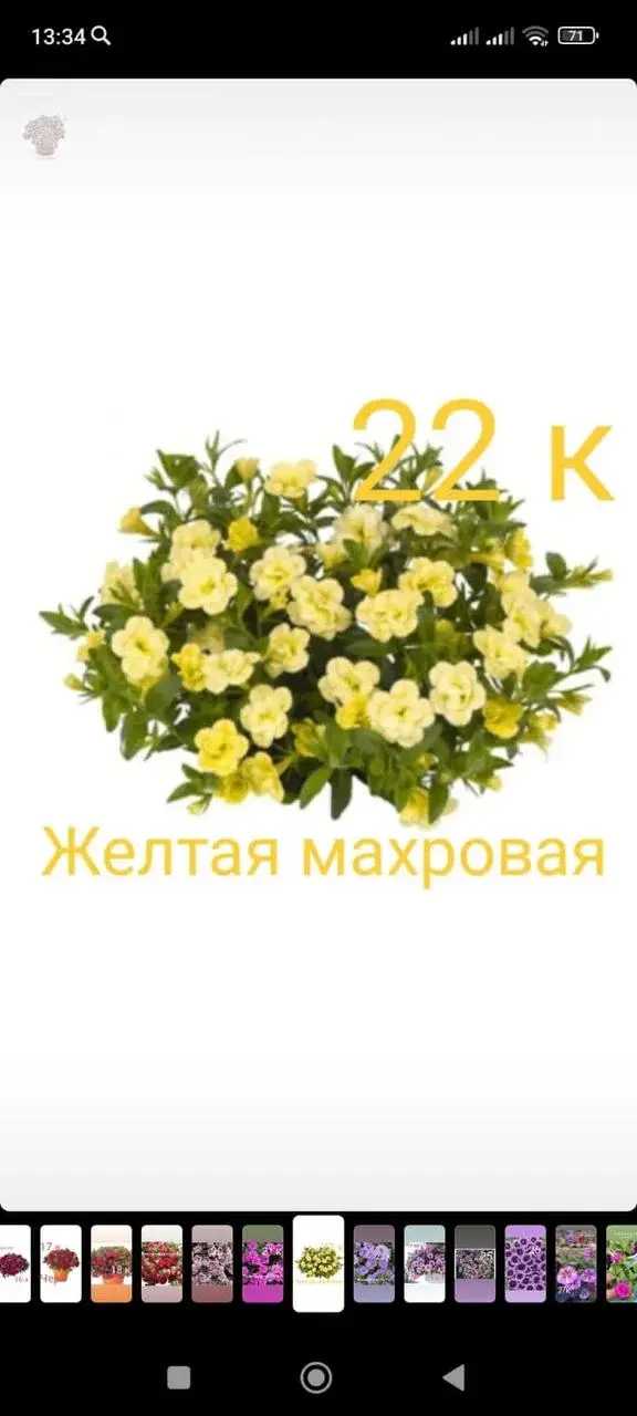 Калибрахоа жёлтая махровая (укорененные черенки)