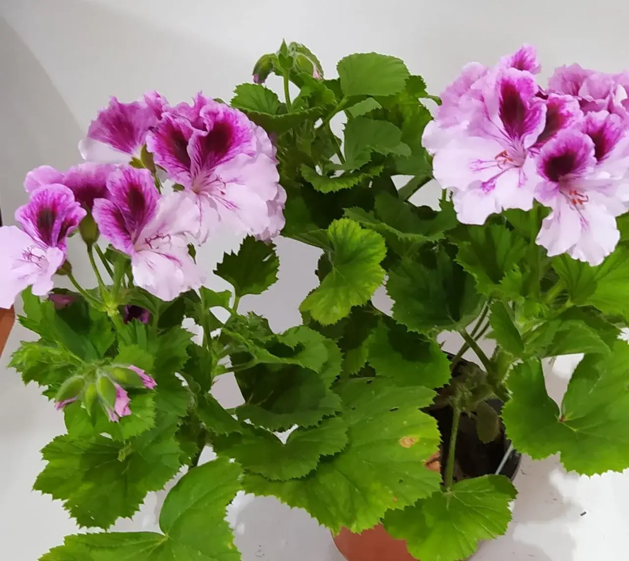 Королевская пеларгония PAC Aristo Lavender (укорененный черенок)