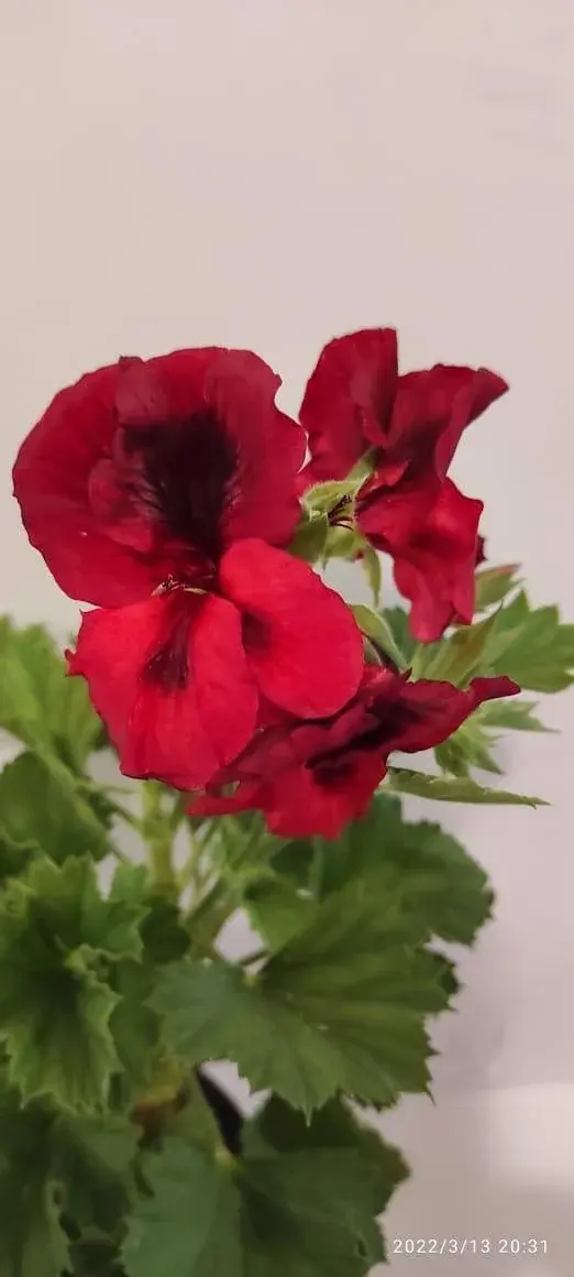 Королевская пеларгония Elegance Rosana (укорененный черенок)