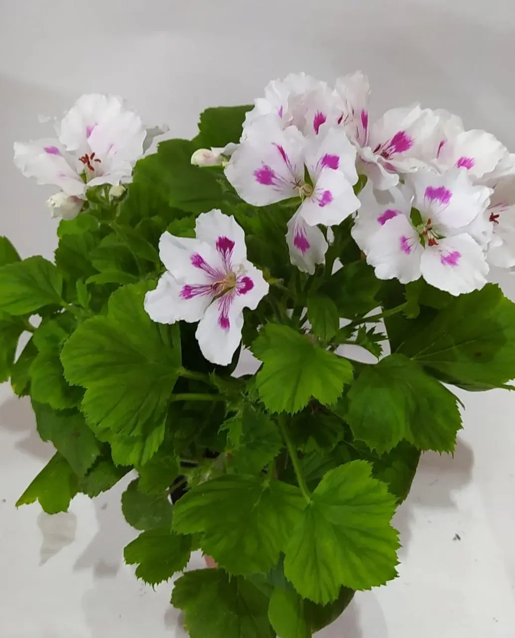 Королевская пеларгония La Paloma (укорененный черенок)