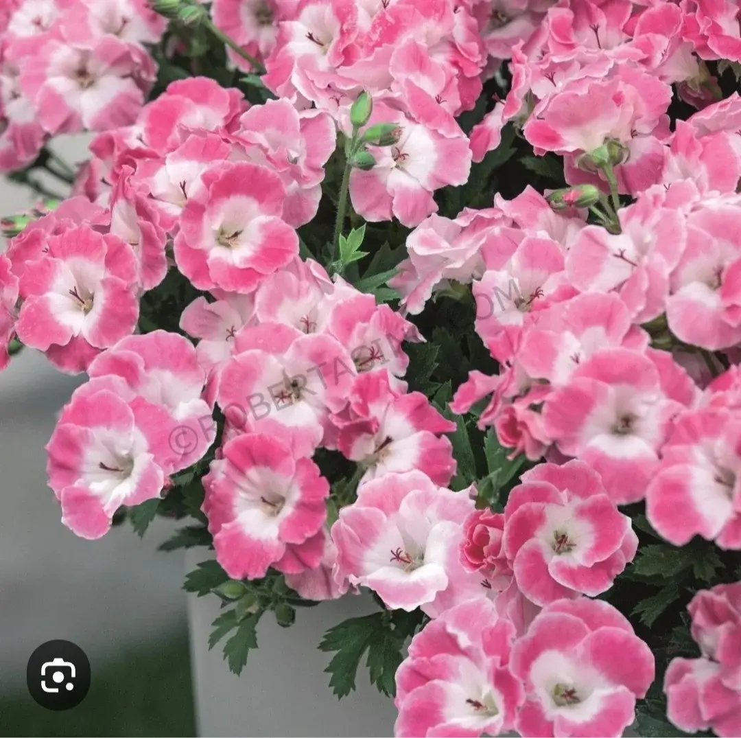 Королевская пеларгония Pac Bermuda pink ( укорененный, подрощенный куст)