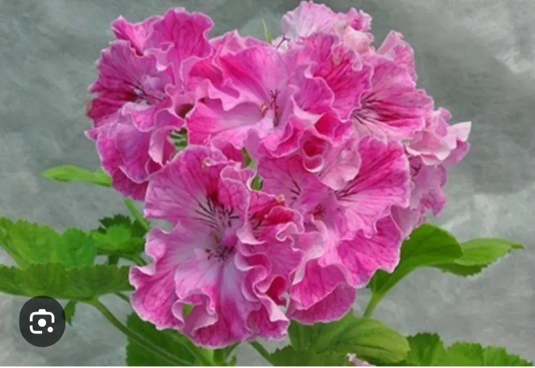 Королевская пеларгония Розовая (усл.)