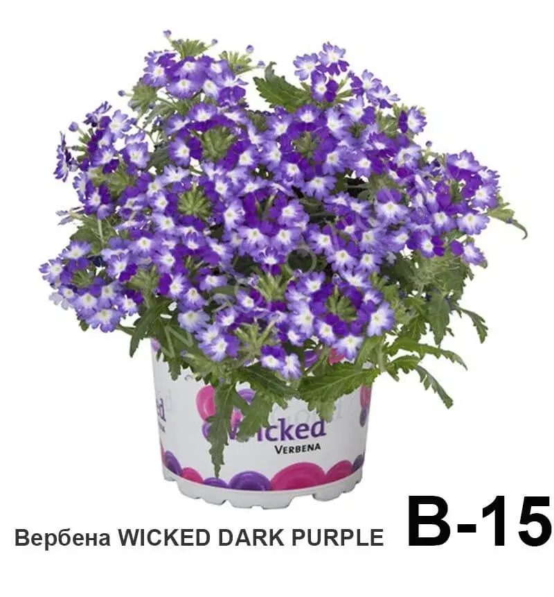 Вербена Wicked dark purple (укоренённый черенок)
