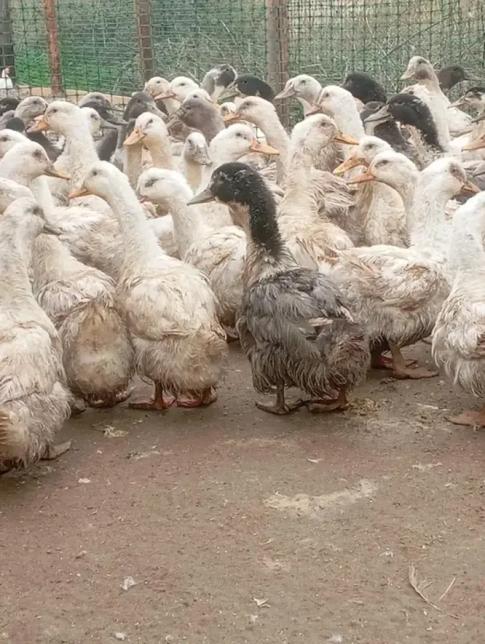 Продам утки пекинские