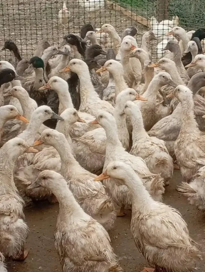Продам утки пекинские