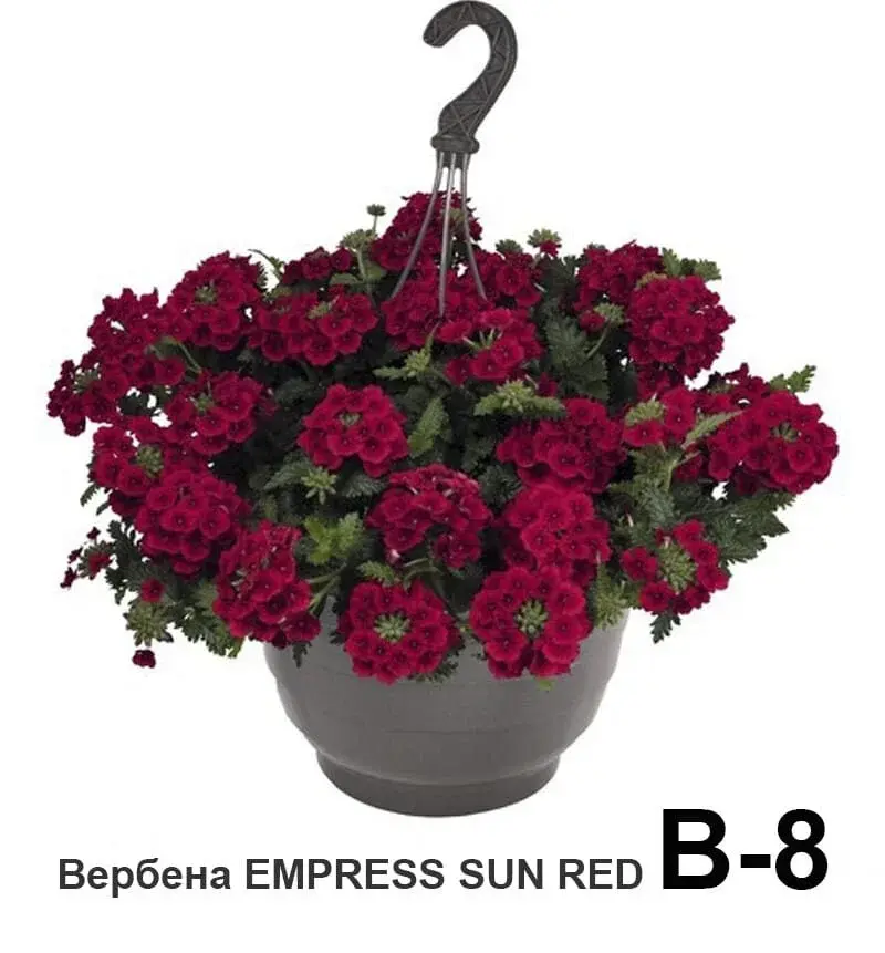 Вербена ампельная вегетативная Empress Sun Red