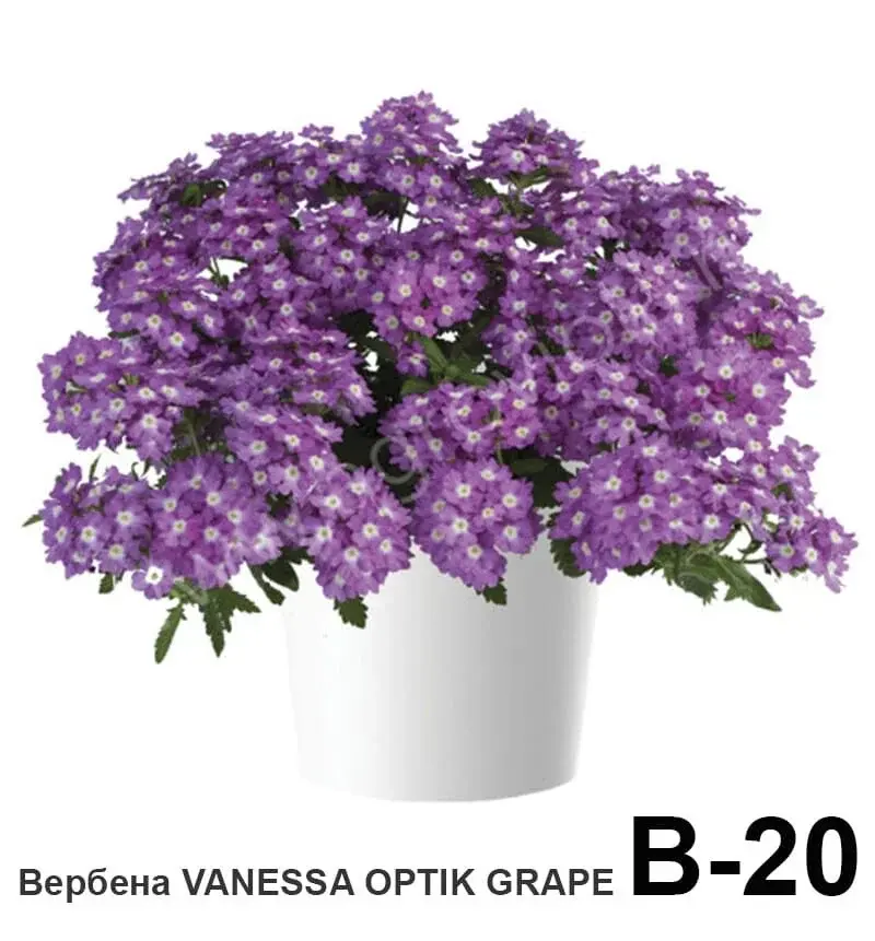 Вербена ампельная вегетативная (укоренённый черенок)