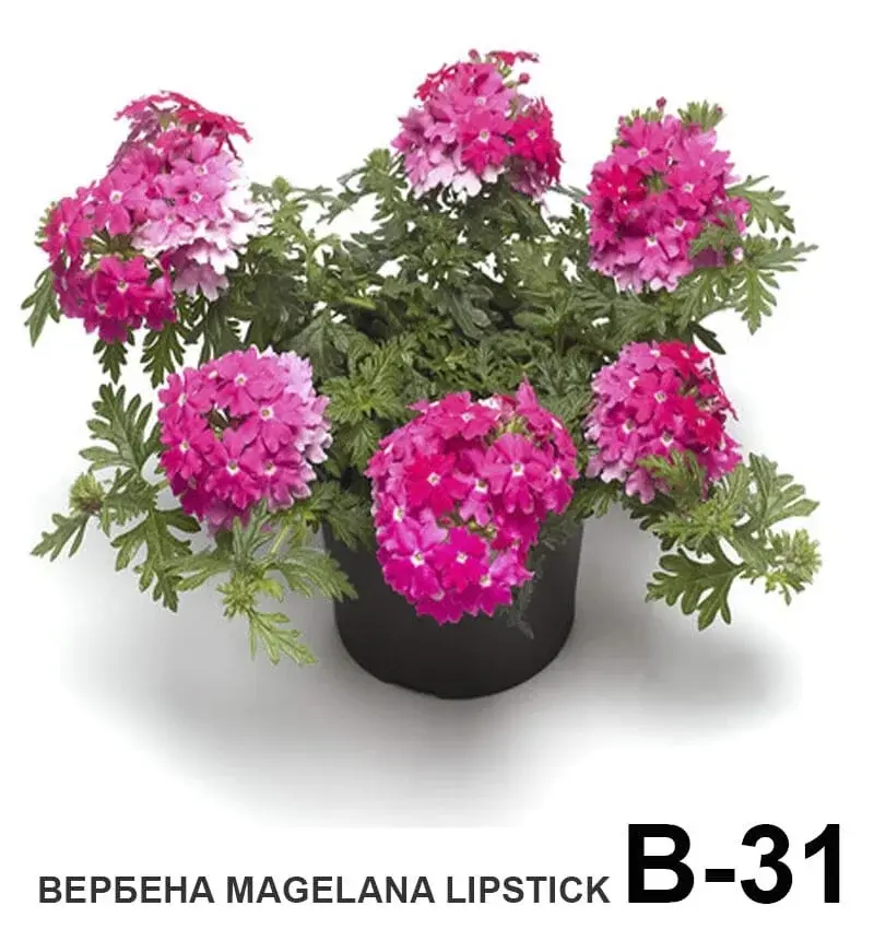 Вербена ампельная вегетативная Magelana lipstick (укоренённый черенок)