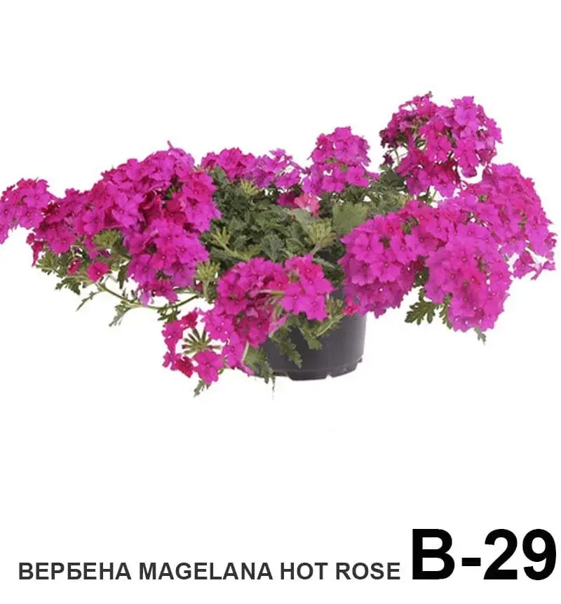 Вербена ампельная вегетативная Magelana Hot pink (укоренённый черенок)