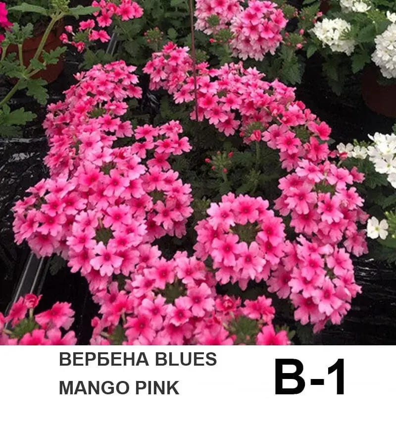 Вербена ампельная вегетативная Blues mango pink