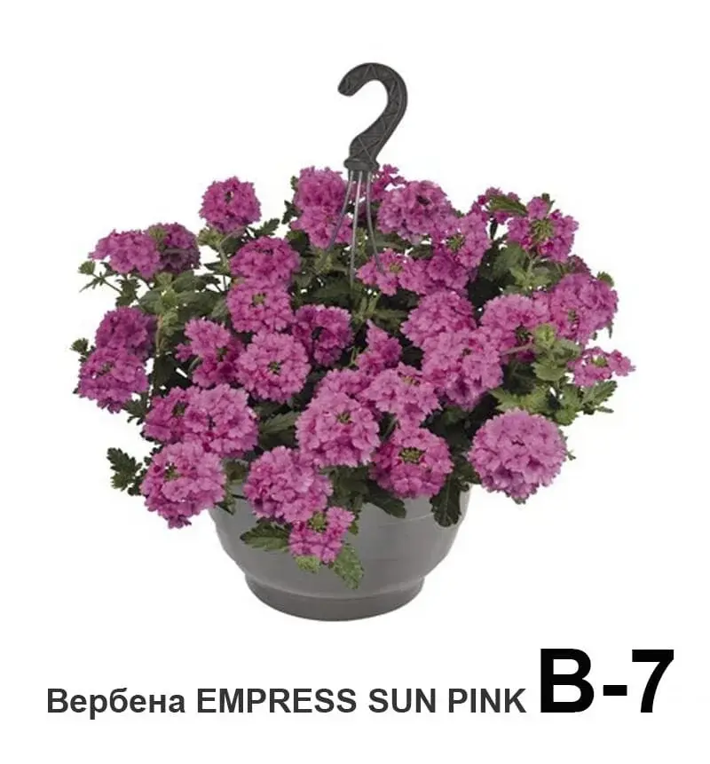 Вербена ампельная вегетативная Empress Sun pink