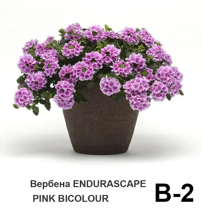 Вербена EnduraScape Pink Bicolour