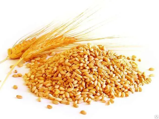 Продажа пшеница мягкой