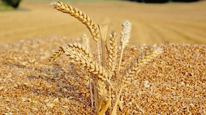 Продажа пшеницы