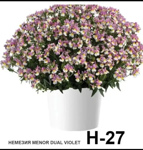 Немезия ампельная вегетативная Menor dual violet (подрощенный черенок)