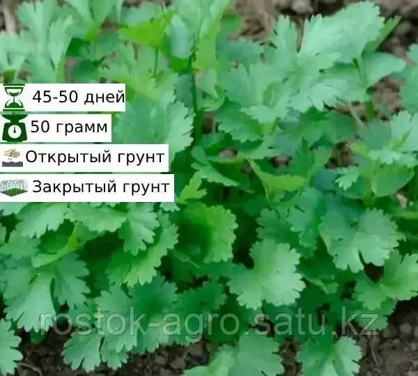 Семена кориандра Карибе Поиск 50гр