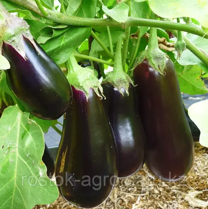 Эпик F1 семена баклажана (Seminis / Семинис)