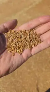 Продам пщенцу