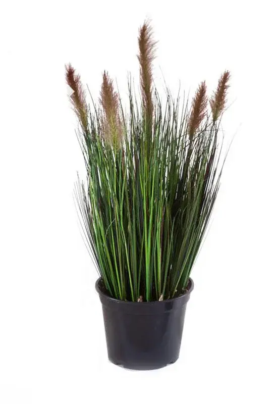 Осока куст с зелеными султанами (высота - 90см)