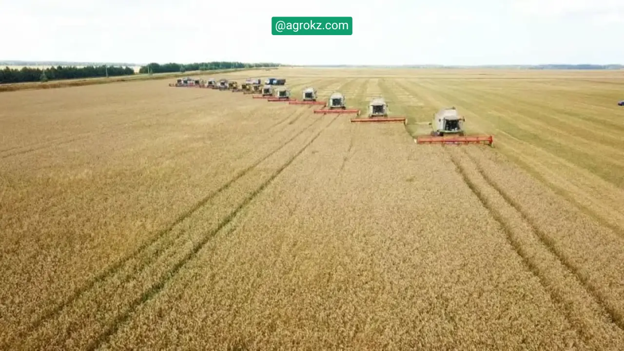 Қазақстанда дәнді дақылдардың орташа өнімділігі гектарына 20 центнерден жоғары болады