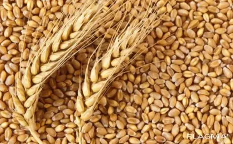 Продам пшеницу 3 класса на элеваторе в Макинске