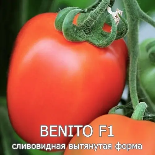 Томат "БЕНИТО F1"