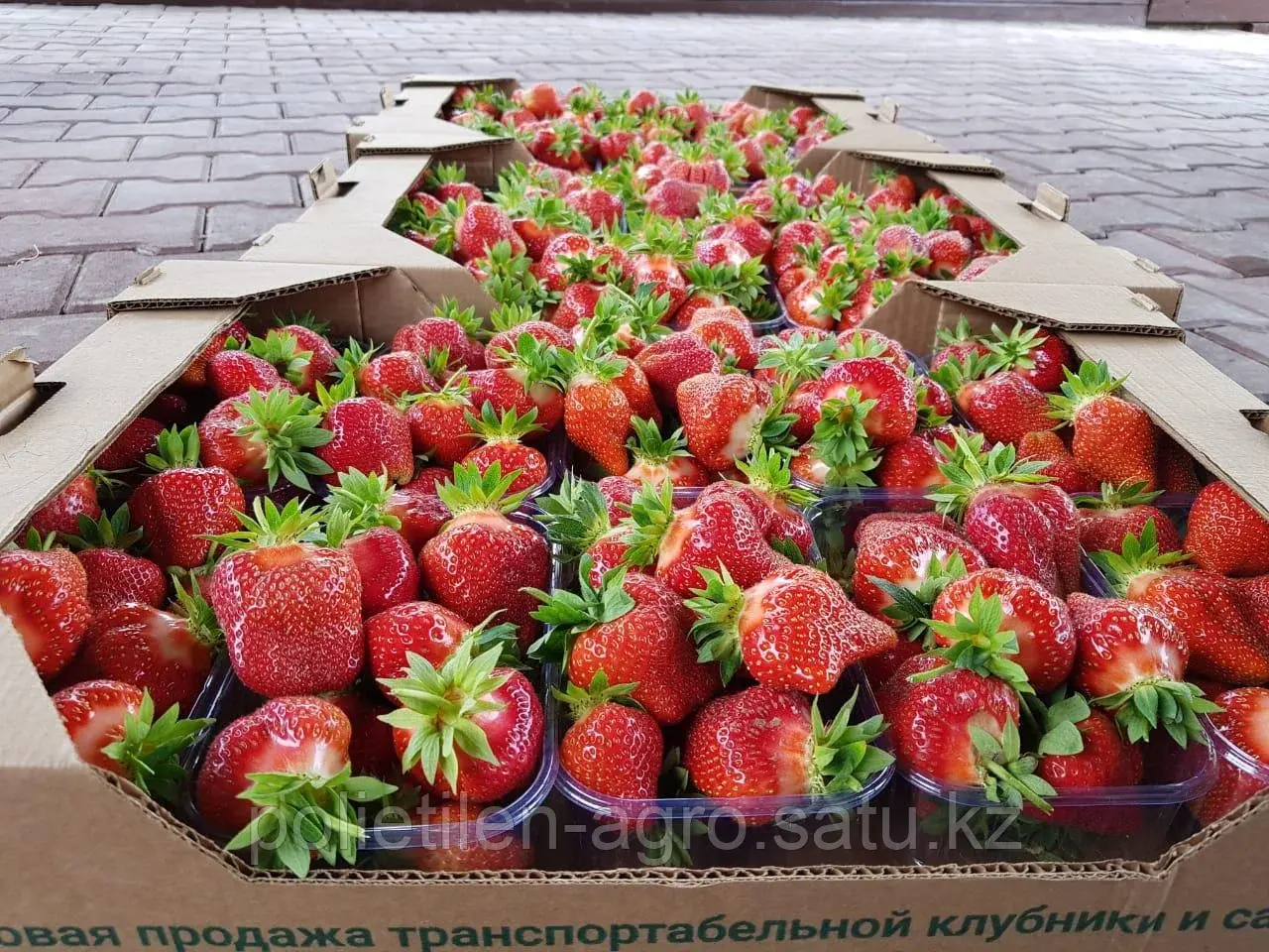 Пленка для клубники черная