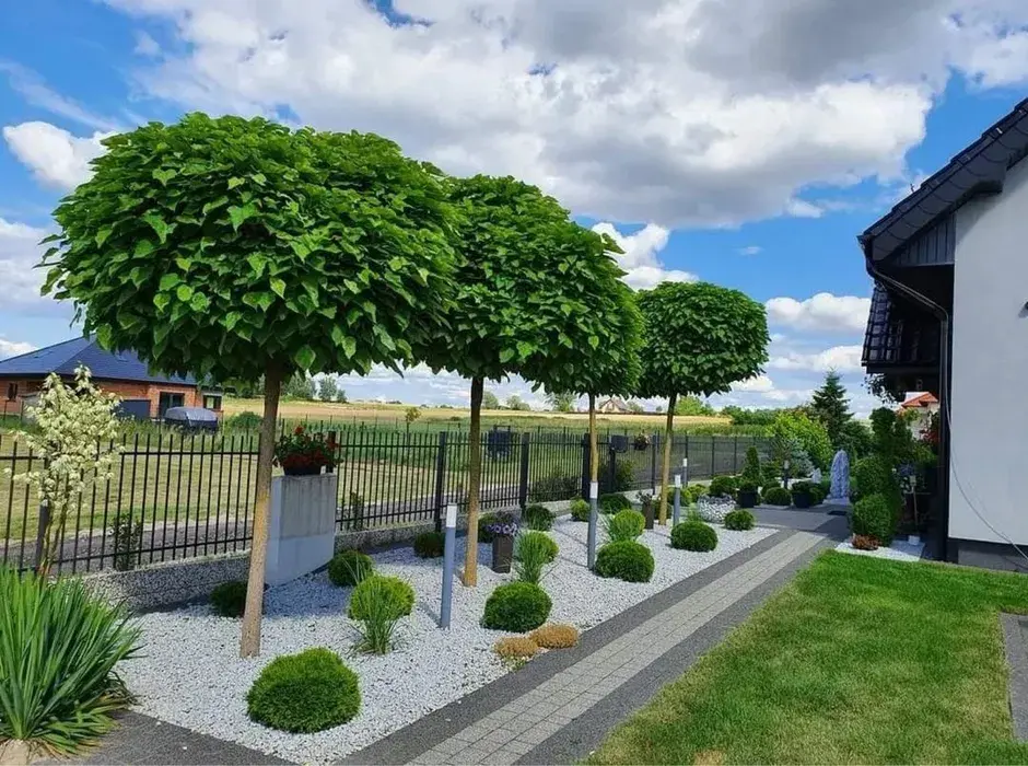 Посадка лиственных деревьев