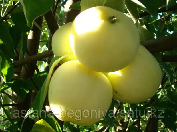 Яблоня Белый налив