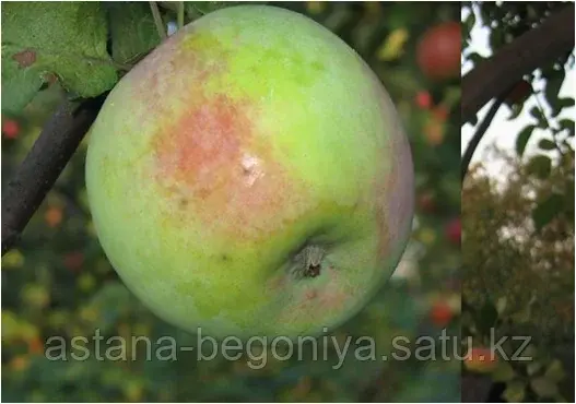 Яблоня Мартовское