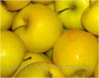 Яблоня Миасское