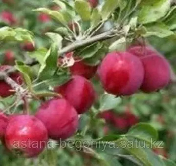 Яблоня Дачное