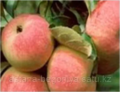 Яблоня Павлуша